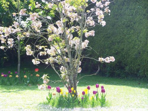 Evergreen Malahide B&B