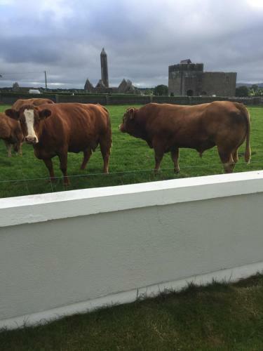 Naomh Colman B&B