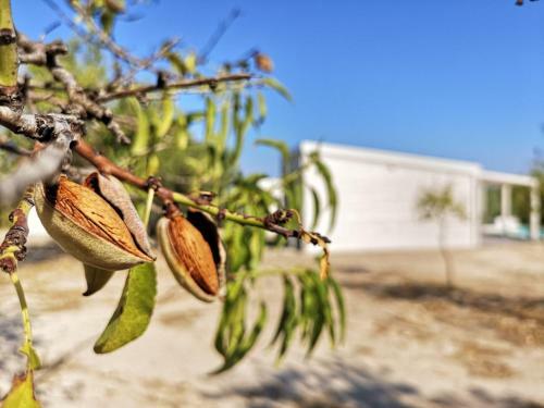 Agroturismo Mennuli&alivi - Organic Farm