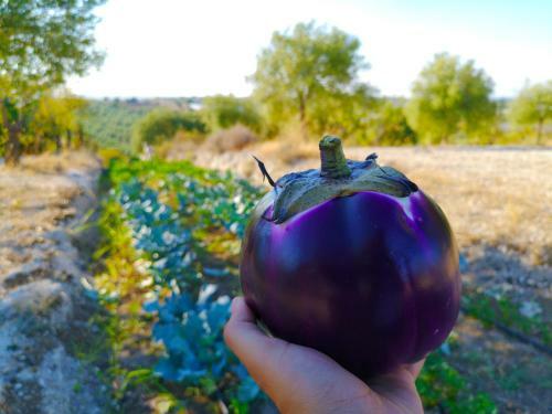 Agroturismo Mennuli&alivi - Organic Farm