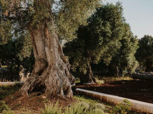 Bed & Breakfast Masseria Dagilupi