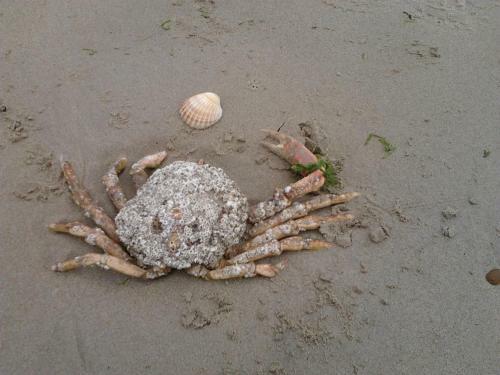 Bed & Breakfast Rosslare Strand Rooms Only Accommodation