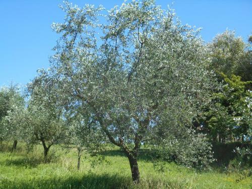 Agroturismo Casal Ferriano