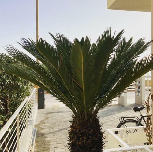 Hostal Alba Sul Mare Luxury Rooms