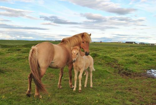 Hostal Vatnsholt Bed & Breakfast