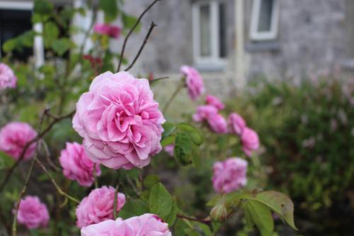 Forest Park House B&B