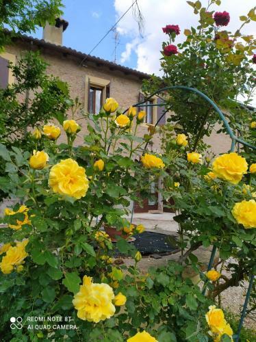 Bed & Breakfast La Rosa Selvatica