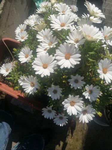 Bed & Breakfast Il Corallo Azzurro