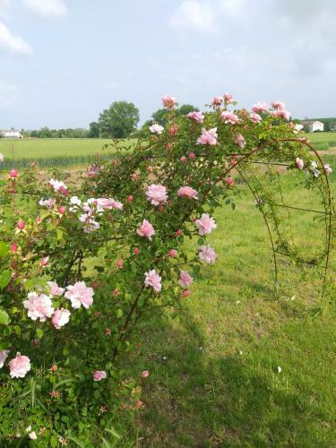 Bed & Breakfast Antico Pioppo