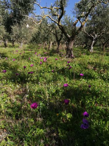Hostal Le Coste Affittacamere