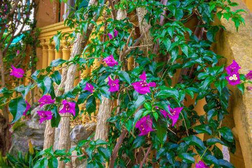 Apartamento Old Villa With Garden & Parking