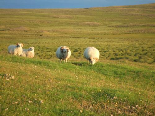 Agroturismo Guesthouse Nedra-vatnshorn