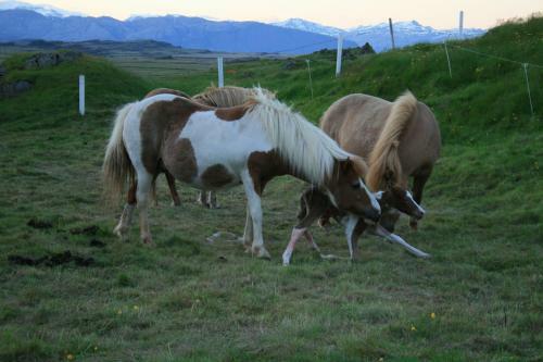 Country Hotel Smyrlabj�rg