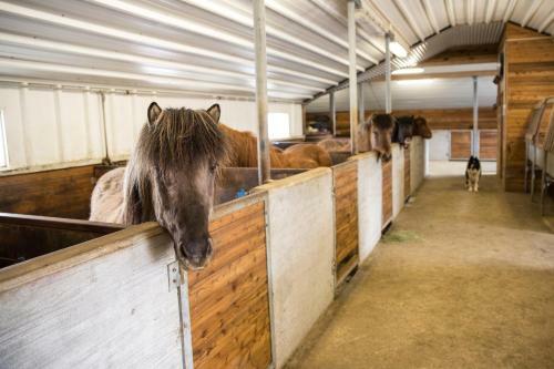 Glj�steinn Sk�linn Hostel