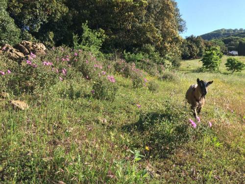 Agroturismo Nocini Di Maremma