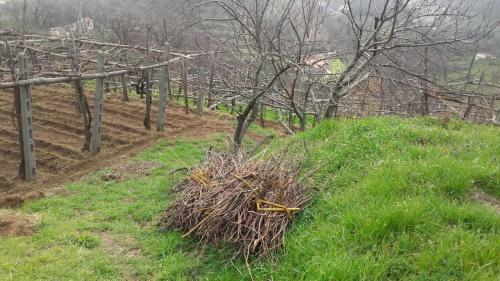 Agroturismo La Casa In Vigna