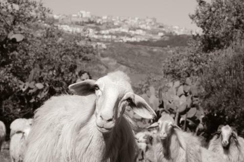 Agroturismo Le Querce Di Cota
