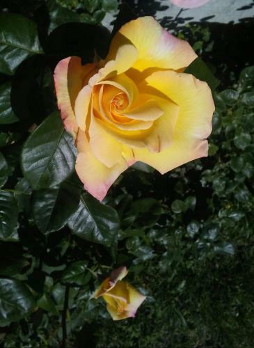 Casa Tea Bed And Breakfast & Esmeralda Home Restaurant