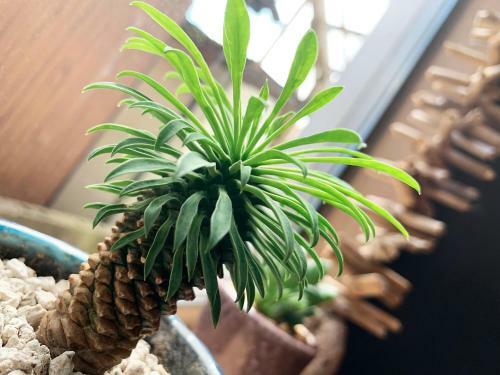 Hotel Cactus Inn / Vacation Stay 51548