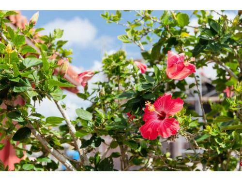Hotel Pescatore Okinawa - Vacation Stay 20884v