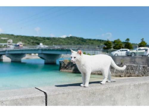 Hotel Pescatore Okinawa - Vacation Stay 20882v