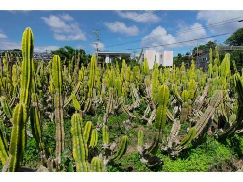 Hotel Pescatore Okinawa - Vacation Stay 20874v