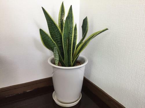 Guest House Kyoko - Vacation Stay 20579v