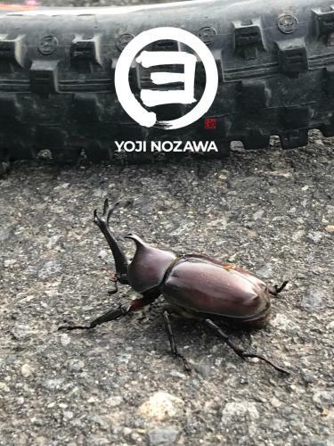 Yoji Nozawa