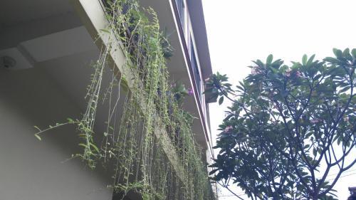 Hostal Nyoman Badri Homestay