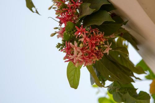 Hotel Koki-tree