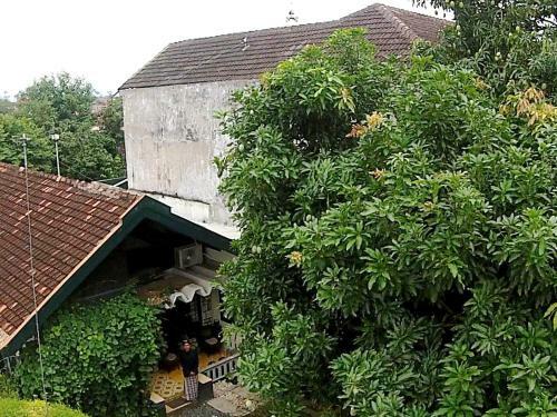 Hostal Mango Tree Dipudjo