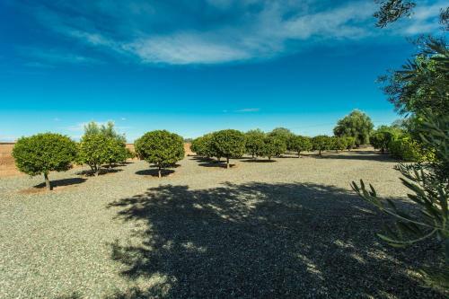 Villa Les Oliviers - A Setting Of Tranquility