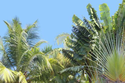Villa M�rit�e : 3 Ch, V�g�tation Luxuriante Et Grande Piscine