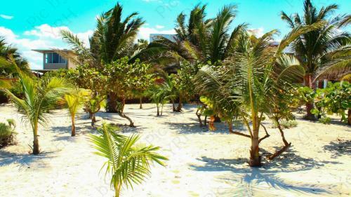 Andros Near Chicxulub Yucatan