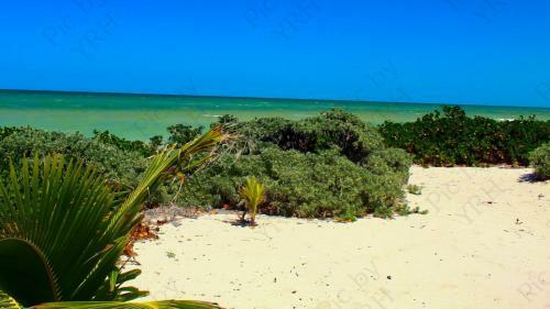 Andros Near Chicxulub Yucatan