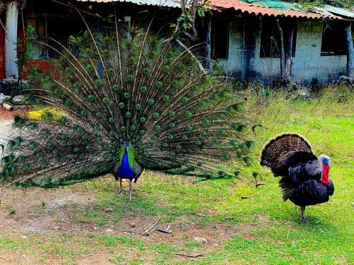 Rancho El Reencuentro Eco-hotel