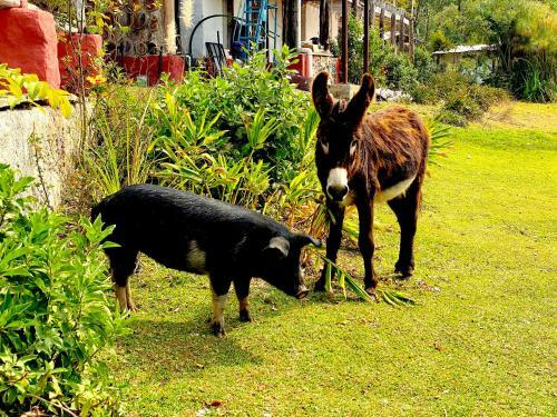 Rancho El Reencuentro Eco-hotel