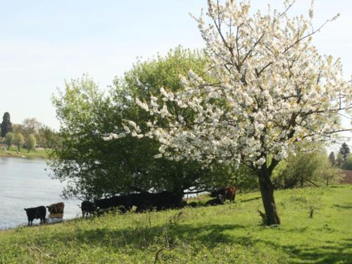 Inviting Holiday Home In Baarlo With Private Terrace