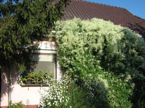 Apartamento �rnyas Vend�gh�z