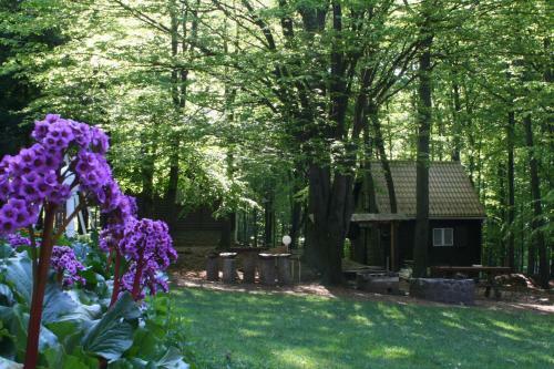 Lodge Dar�zshegyi Apartmanh�z