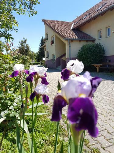 Hostal Ingrid Panzi�