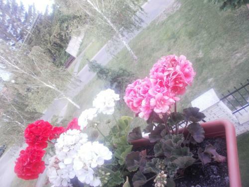 Apartamento Guly�s Vend�gh�z