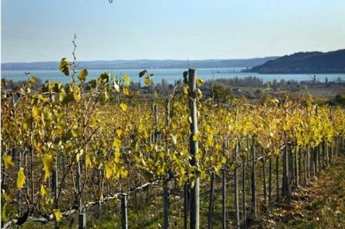 Hostal Koczor Winery & Guesthouse