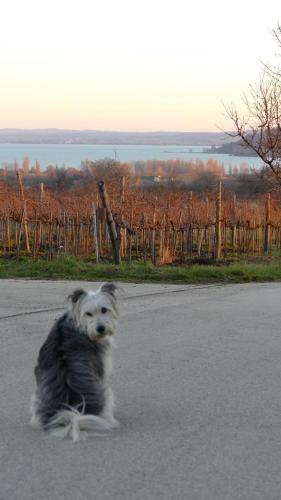 Hostal Koczor Winery & Guesthouse