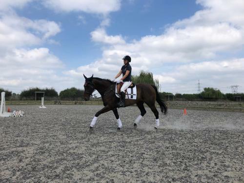 Bed & Breakfast Unique Equestrian Lifestyle