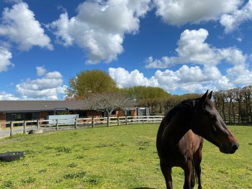 Bed & Breakfast Unique Equestrian Lifestyle