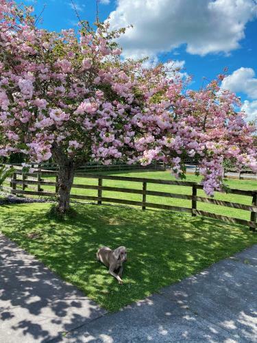 Bed & Breakfast Unique Equestrian Lifestyle