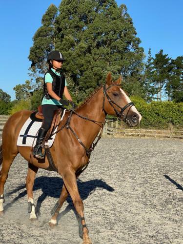 Bed & Breakfast Unique Equestrian Lifestyle