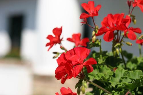 Bed & Breakfast P�los Resort