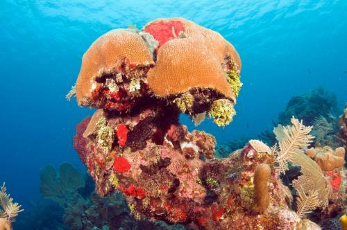 Hotel Mayan Princess Beach & Dive Resort
